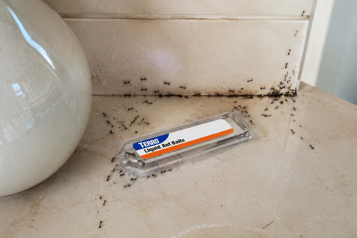 TERRO Liquid Ant Killer Bait Stations placed along a baseboard, showing the ready-to-use indoor ant traps.